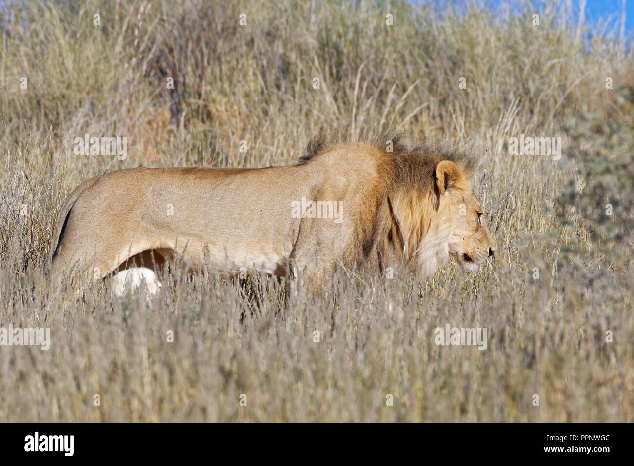 Leone africano (Panthera leo), maschio adulto camminare in alta erba secca, Kgalagadi Parco transfrontaliero, Northern Cape, Sud Africa Foto Stock