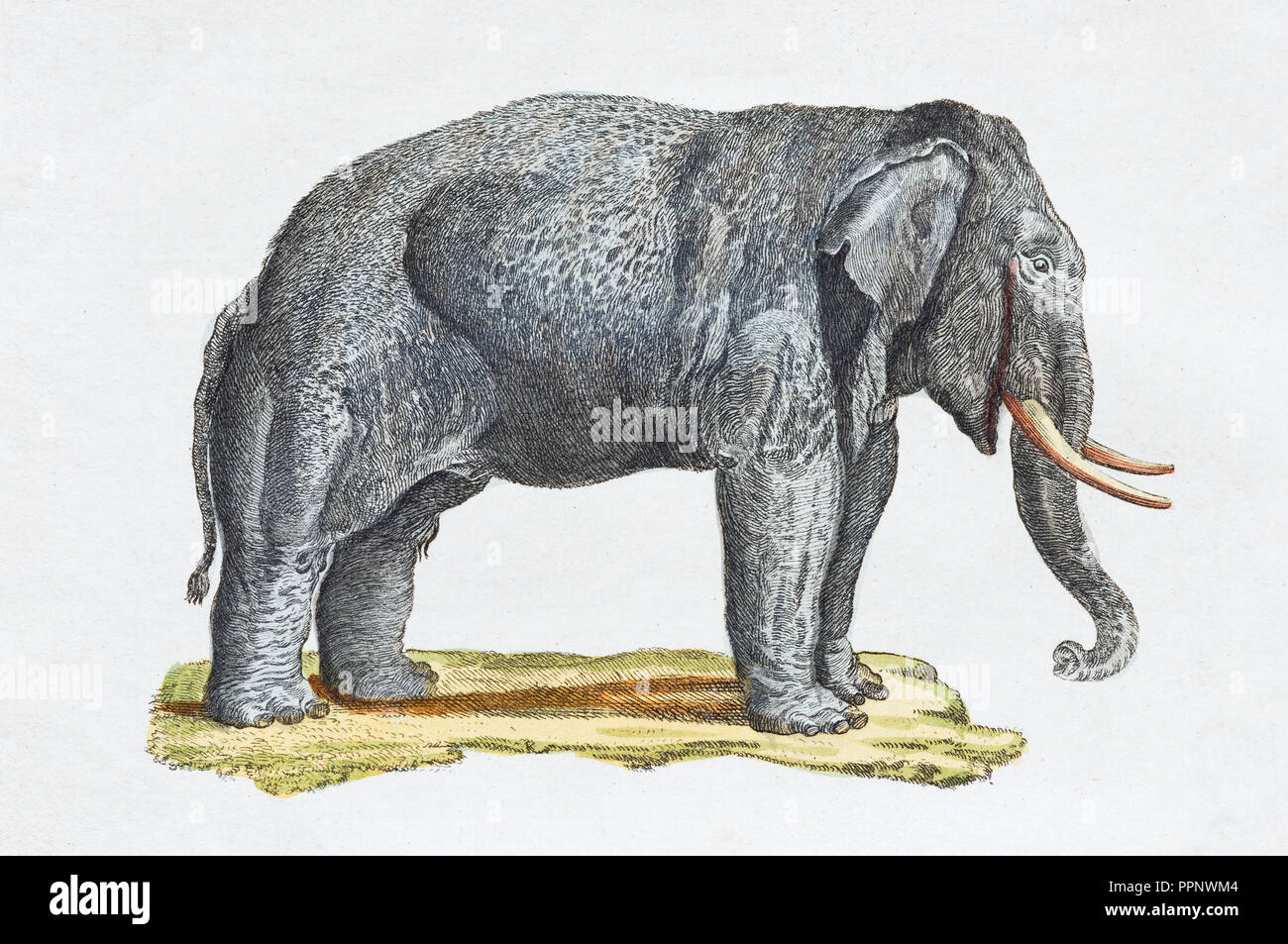 Elephant (Elephantidae), colorate a mano incisione su rame da Friedrich Justin Bertuch picture book per bambini, 1801, Weimar Foto Stock