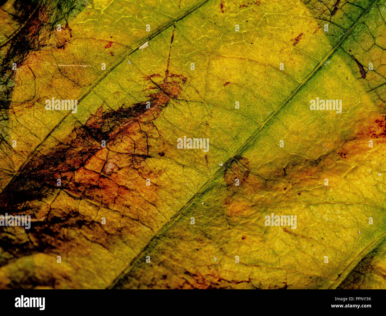Struttura di foglie di sfondo Foto Stock