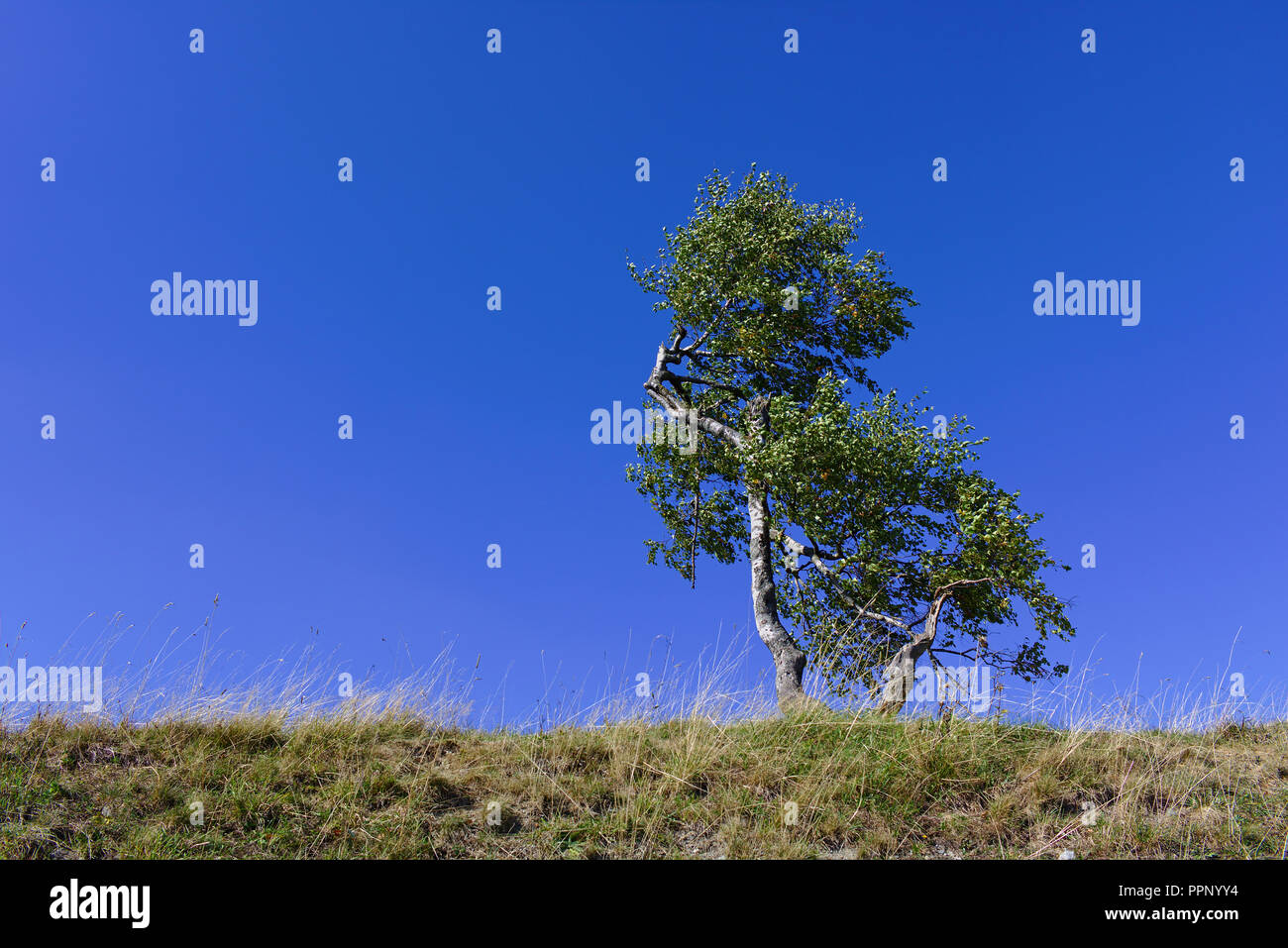 Solitaria betulla su un costone erboso con cielo blu chiaro Foto Stock