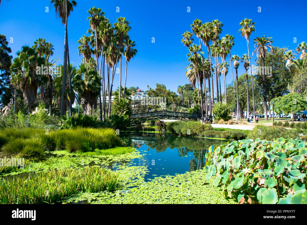 Ponte sul verde e sul lago in Echo Park a Los Angeles, California Foto Stock