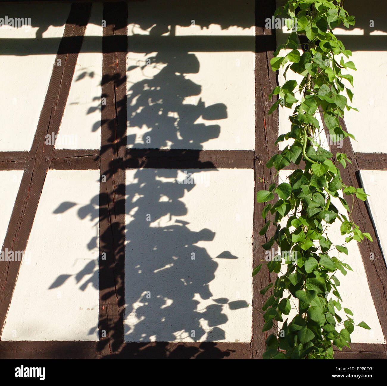 Viticci verde illuminato dal sole di sera cast un vivace ombra su un bianco a struttura mista in legno e muratura della parete edilizia Foto Stock