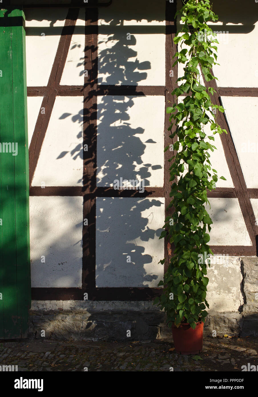 Viticci verde illuminato dal sole di sera cast un vivace ombra su un bianco a struttura mista in legno e muratura della parete edilizia Foto Stock