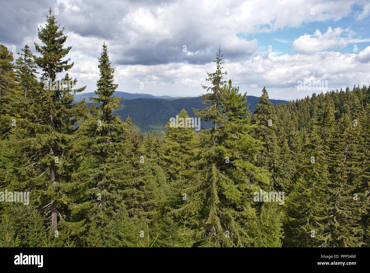 Vista sulla foresta di pini dalla seggiovia Foto Stock