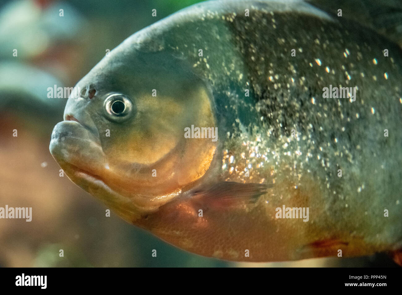 Rosso (piranha Pygocentrus nattereri) presso il Georgia Aquarium nel centro di Atlanta, Georgia. Foto Stock