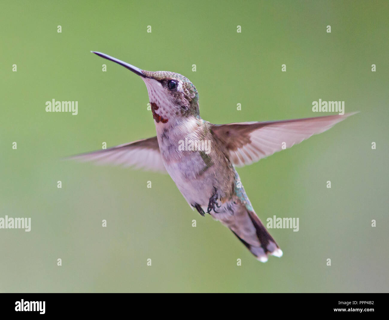 Un rubino-throated hummingbird hovering contro uno sfondo sfocato. Foto Stock