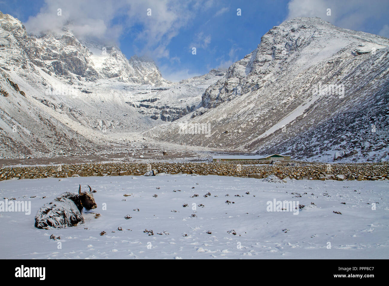 Yak nella neve a Dole sul sentiero di Gokyo Ri Foto Stock