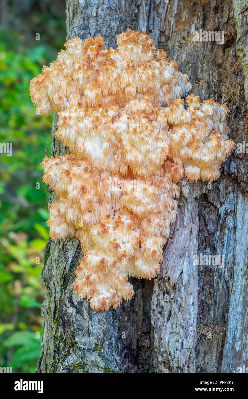 Comunemente conosciuta come porta di testa e i lions mane fungo Hericium Americanum è un alquanto rari funghi commestibili trovati nel Nord America orientale. Foto Stock