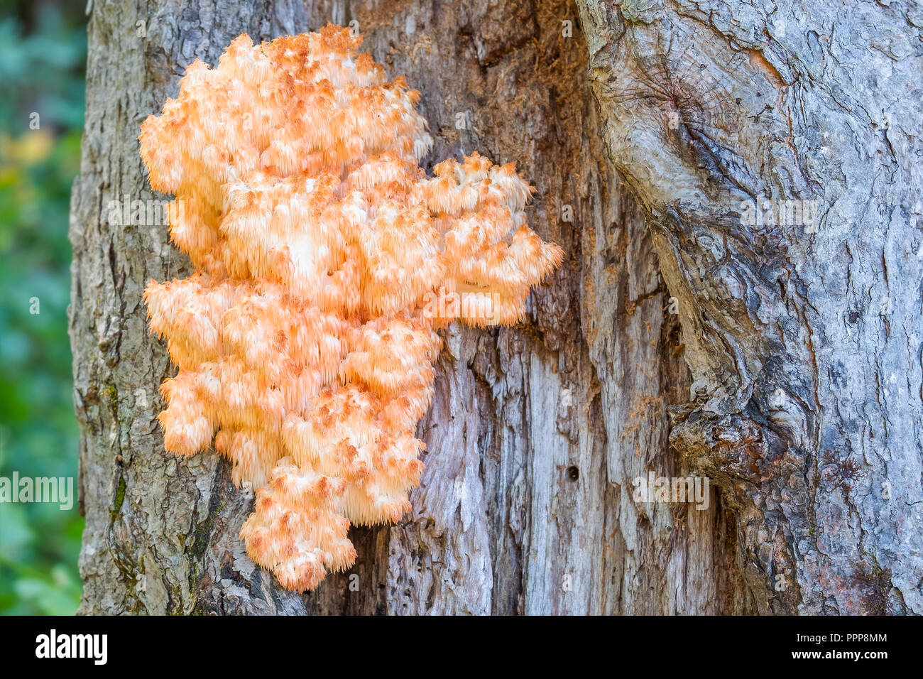 Comunemente conosciuta come porta di testa e i lions mane fungo Hericium Americanum è un alquanto rari funghi commestibili trovati nel Nord America orientale. Foto Stock