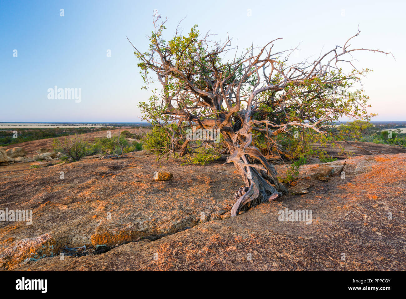 Recedono tree le lotte per crescere nella roccia screpolature sulla parte superiore del monolito di granito Elachbutting Rock in Western Australian cinghia grano Foto Stock