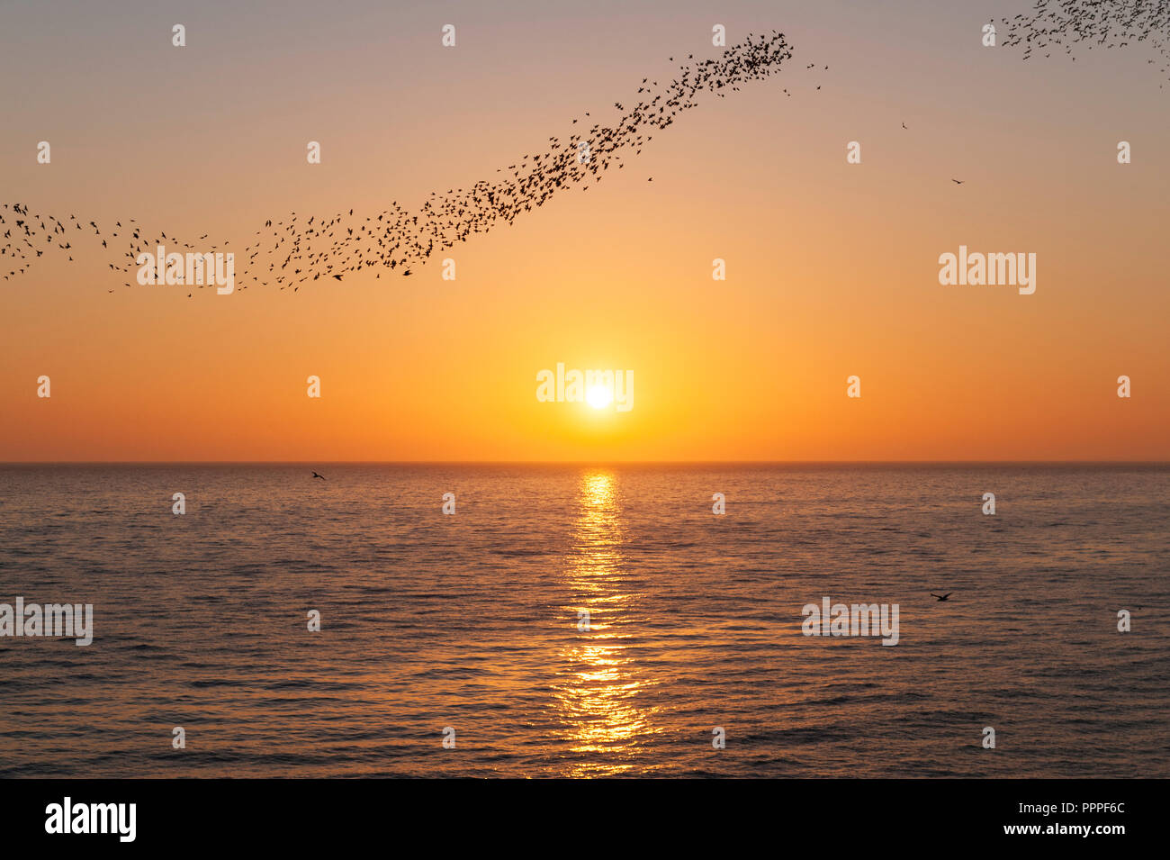 Un starling murmuration oltre il mare al tramonto, visto da il Palace Pier, Brighton East Sussex, Regno Unito Foto Stock