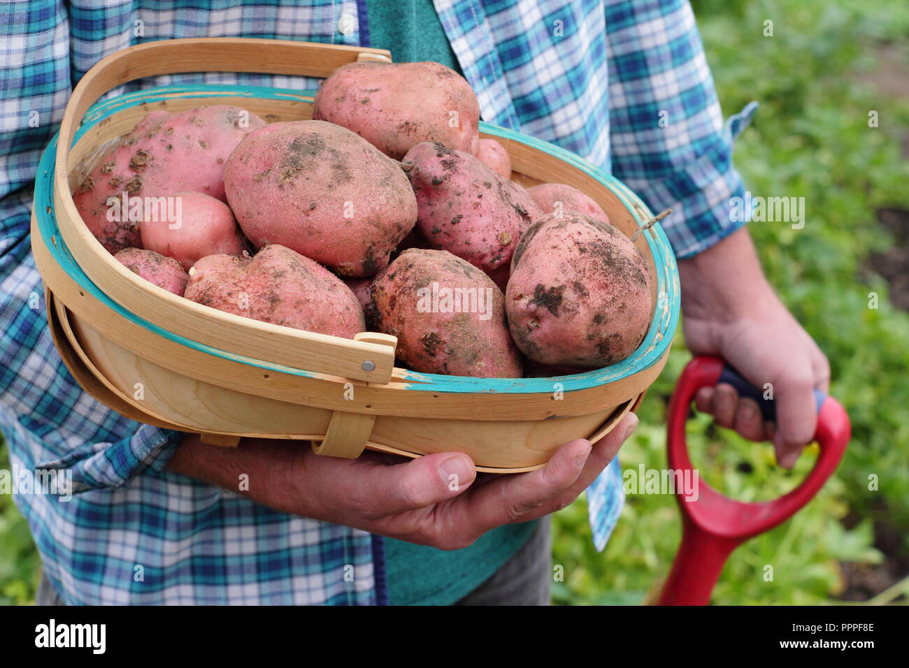 Solanum tuberosum. Appena scavato 'Desiree' le patate in un tappeto raccolte dal giardiniere maschio in un giardino inglese, REGNO UNITO Foto Stock