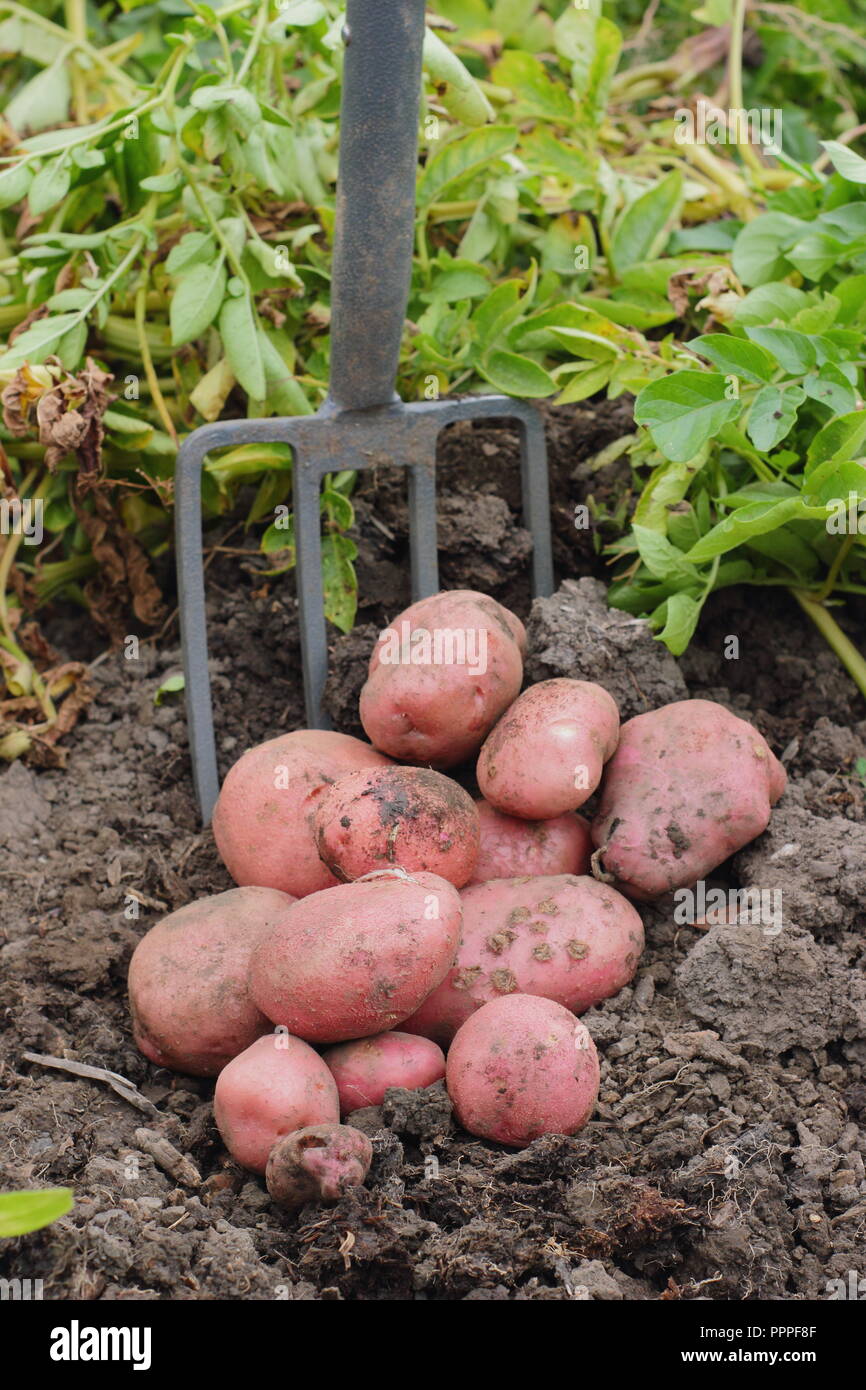 Solanum tuberosum. Scavo 'Desiree' le patate in un giardino inglese, tarda estate, REGNO UNITO Foto Stock