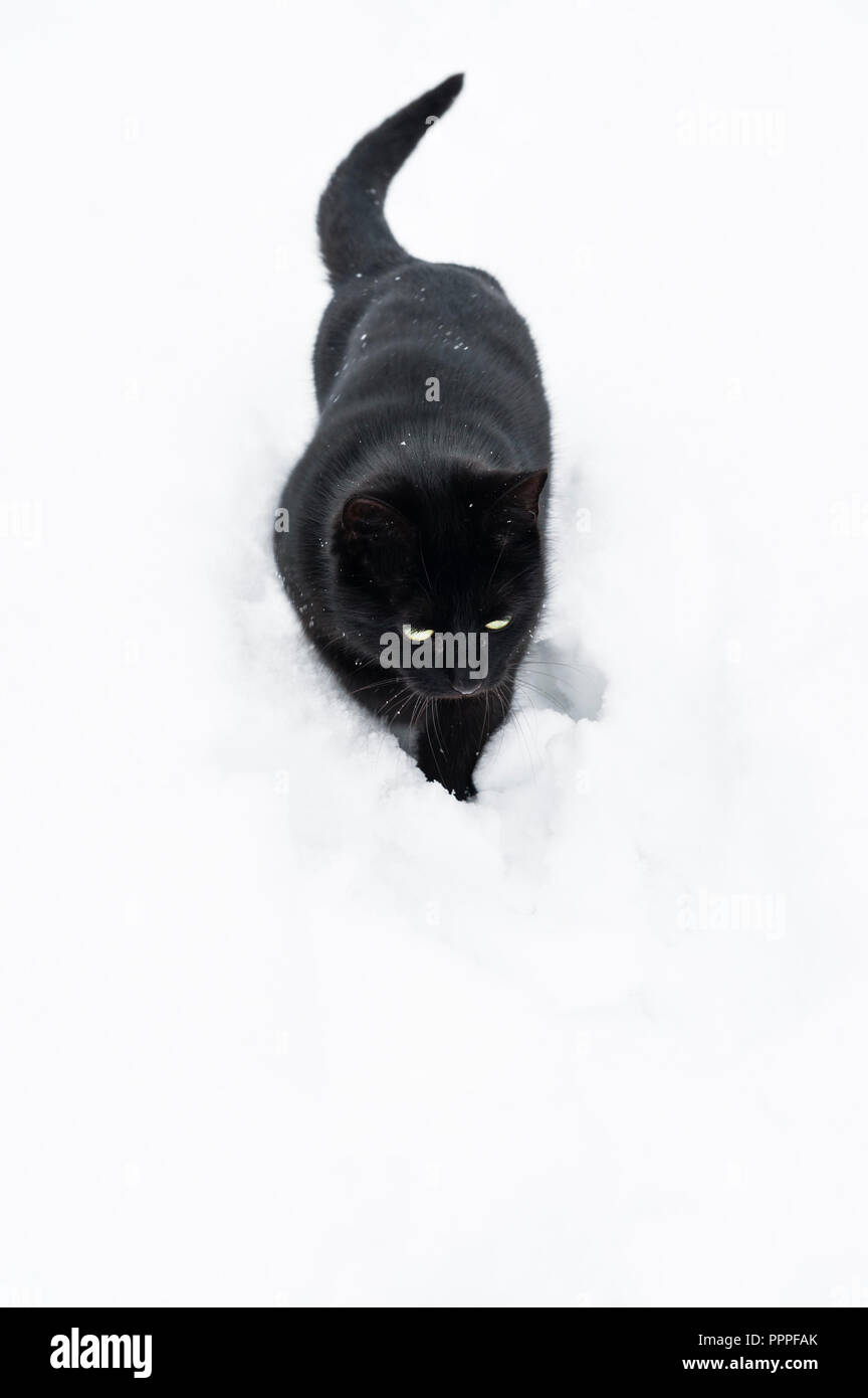 Un gatto nero che cammina attraverso la neve profonda, inverno, Regno Unito Foto Stock