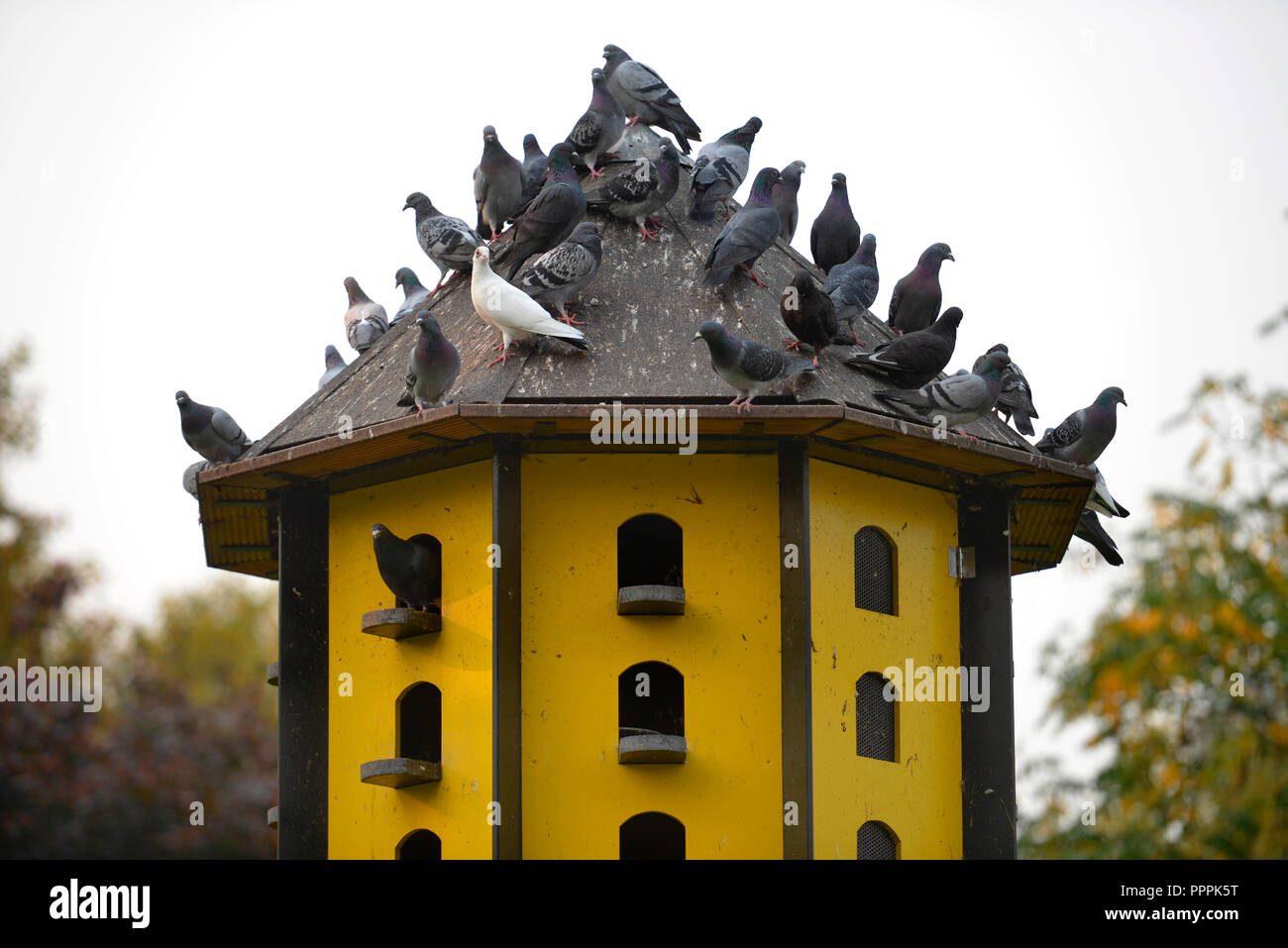 Taubenhaus, Stadtgarten, Dortmund, Nordrhein-Westfalen, Deutschland Foto Stock