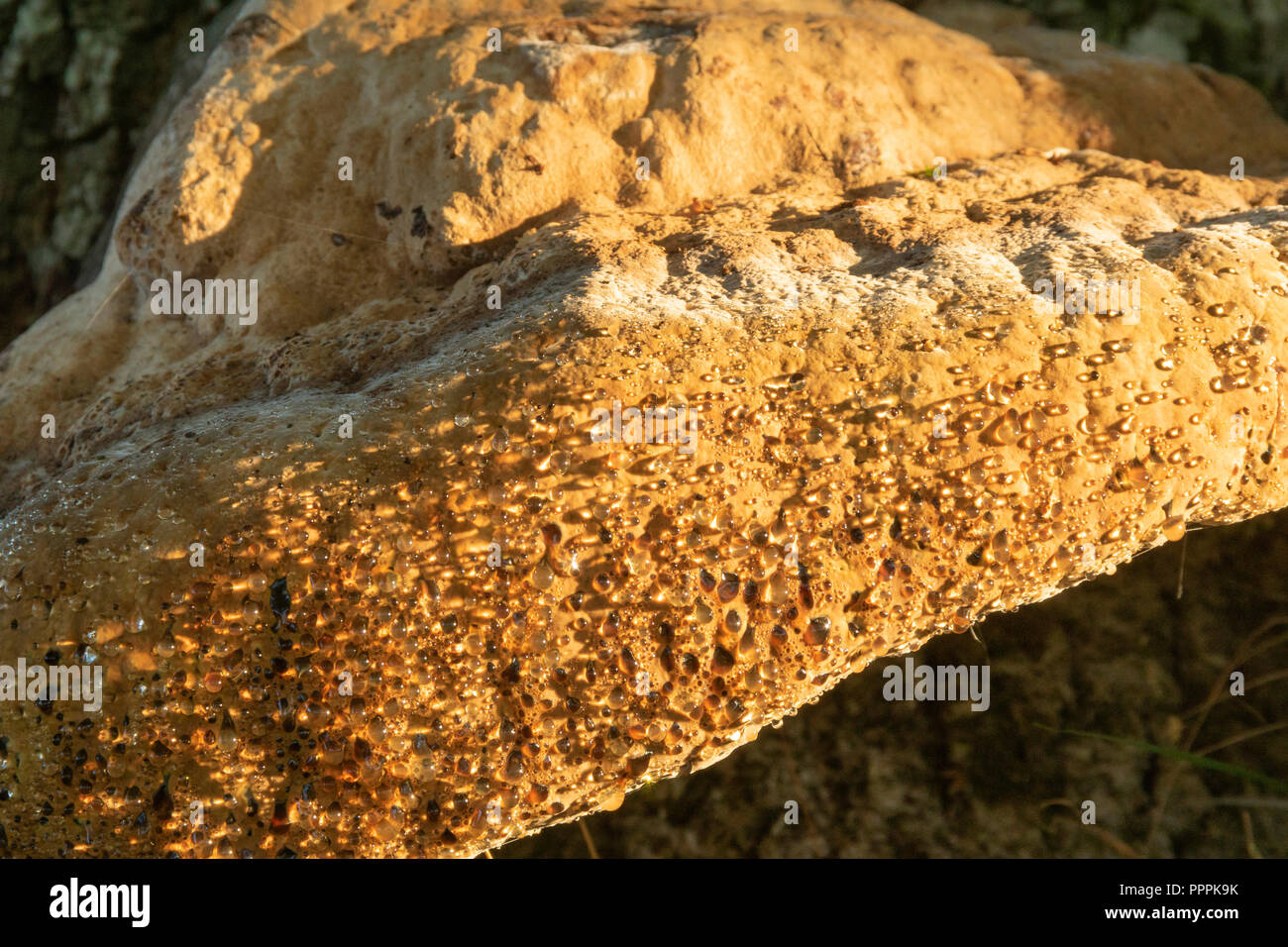 Piangendo polypore, Inonotus dryadeus, inizio autunno mattina crescente sulla vecchia quercia.mostra il distintivo pianto che dà il suo nome comune. Foto Stock