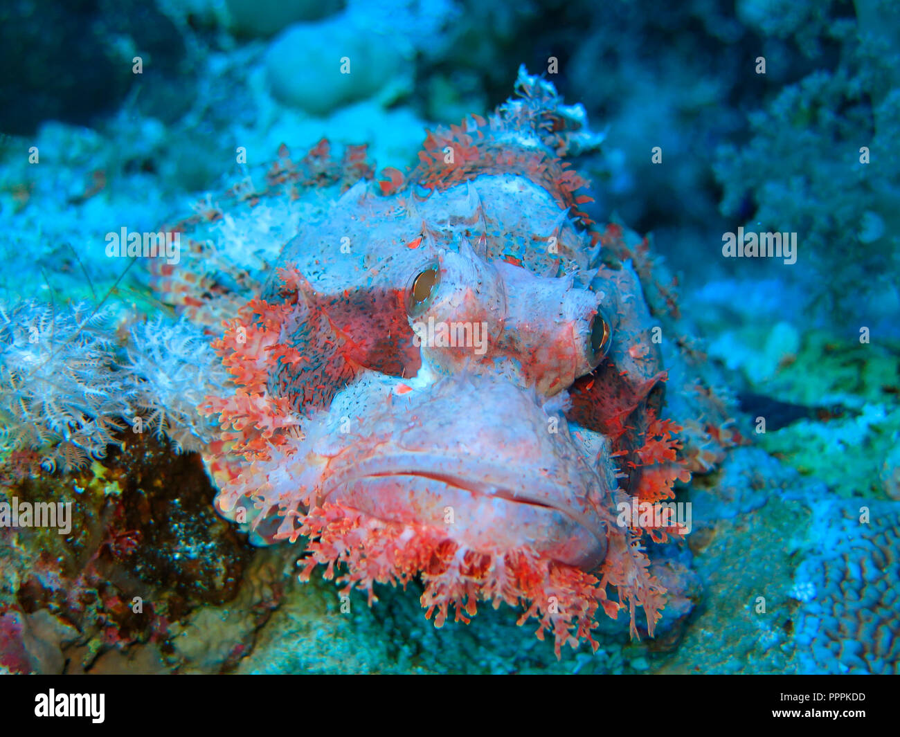 Drachenkopf (Scorpaena scrofa), Rotes Meer, Aegypten ha Foto Stock