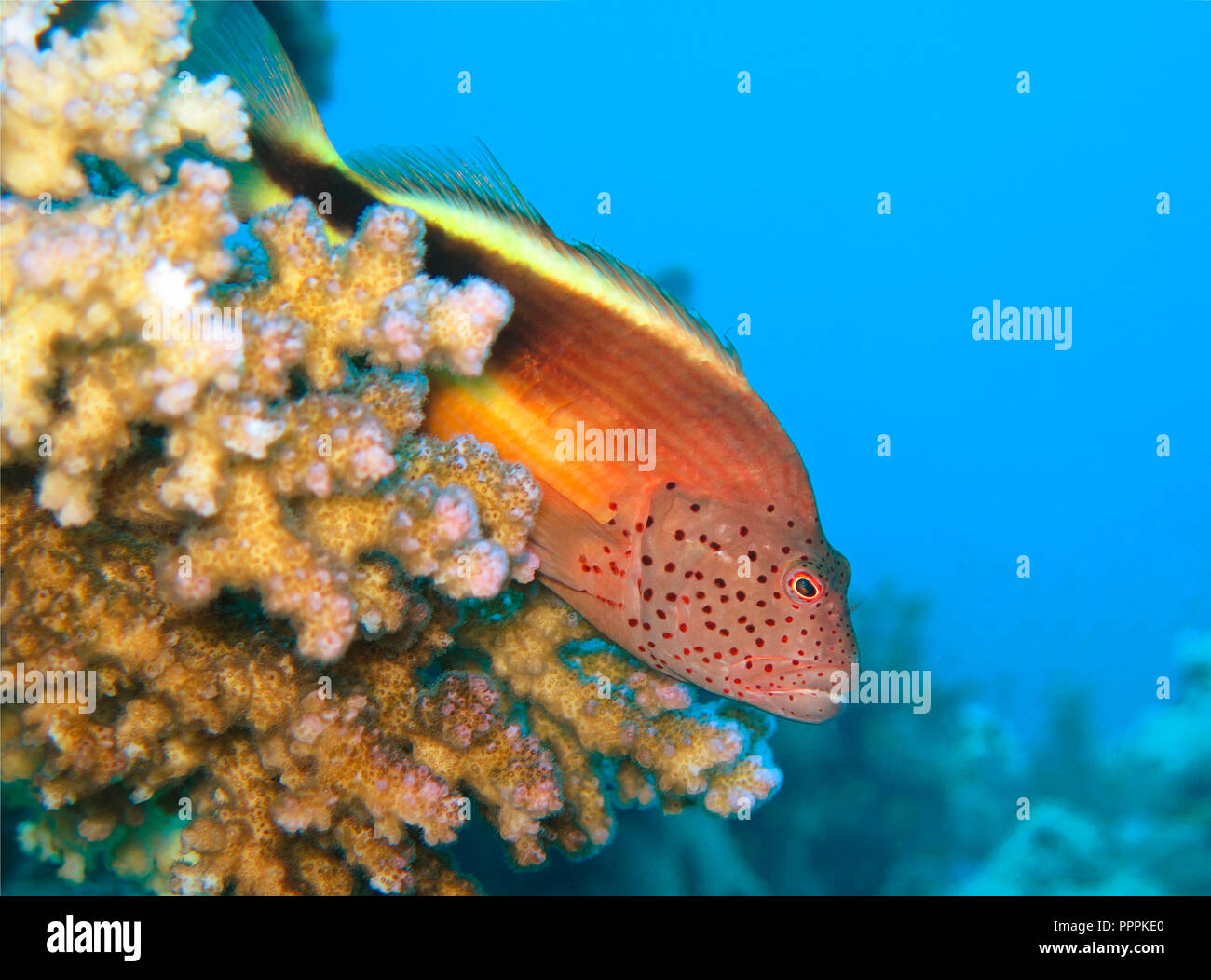 Gestreifter Korallenwaechter (Paracirrhites forsteri), St. Johns Riff, Rotes Meer, Aegypten ha Foto Stock