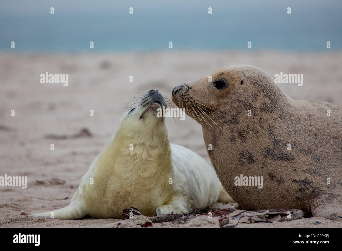 La guarnizione di tenuta (Halichoerus grypus), Dune, Helgoland, Schleswig-Holstein, Germania Foto Stock