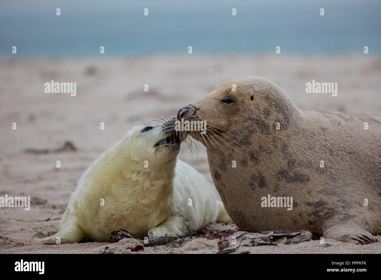 La guarnizione di tenuta (Halichoerus grypus), Dune, Helgoland, Schleswig-Holstein, Germania Foto Stock