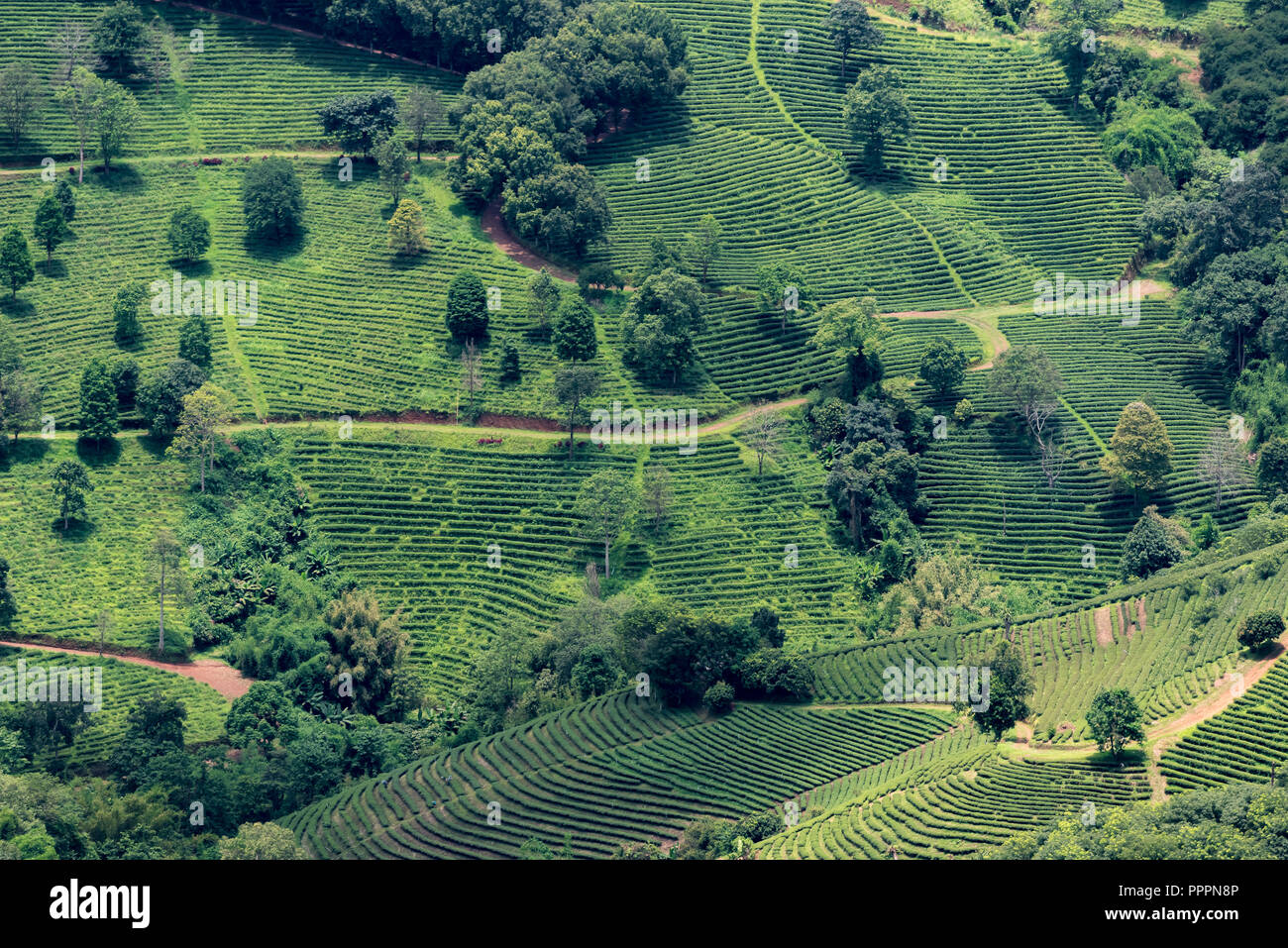 Il pittoresco paesaggio di verde piantagioni di Choui Fong tea farm sotto il cielo nuvoloso, Thailandia Foto Stock