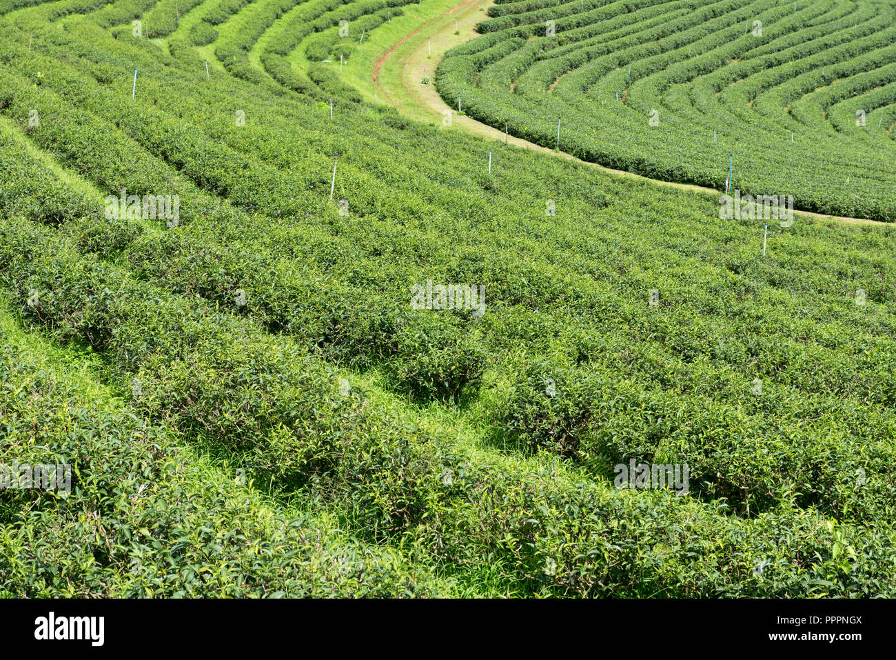 Il pittoresco paesaggio di verde piantagioni di Choui Fong tea farm sotto il cielo nuvoloso, Thailandia Foto Stock