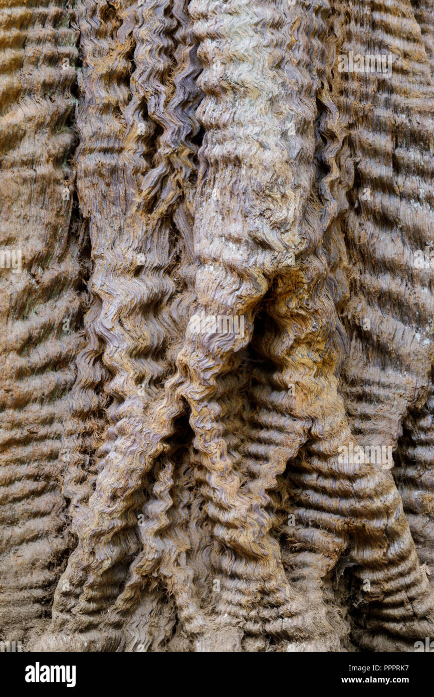 Albero di sequoia dettagli trunk Foto Stock