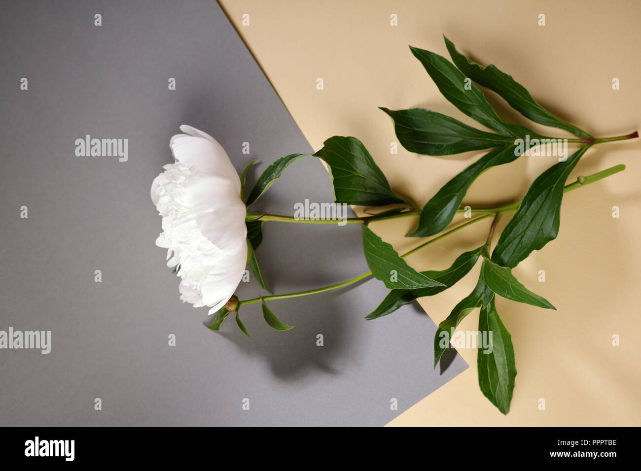 Una peonia bianco fiore vista superiore Foto Stock