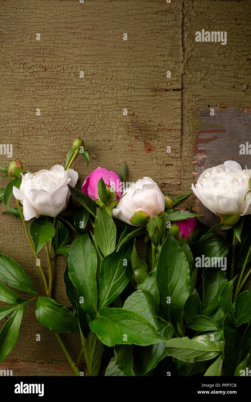 Peonie bianco fiori su legno verde Foto Stock