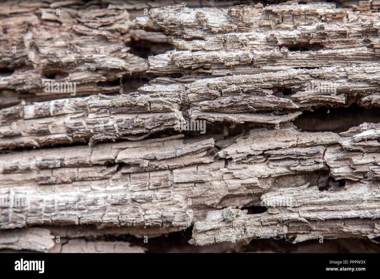 Il marcio vecchio legno marcio log viene spruzzata con beetle scolitidi Foto Stock