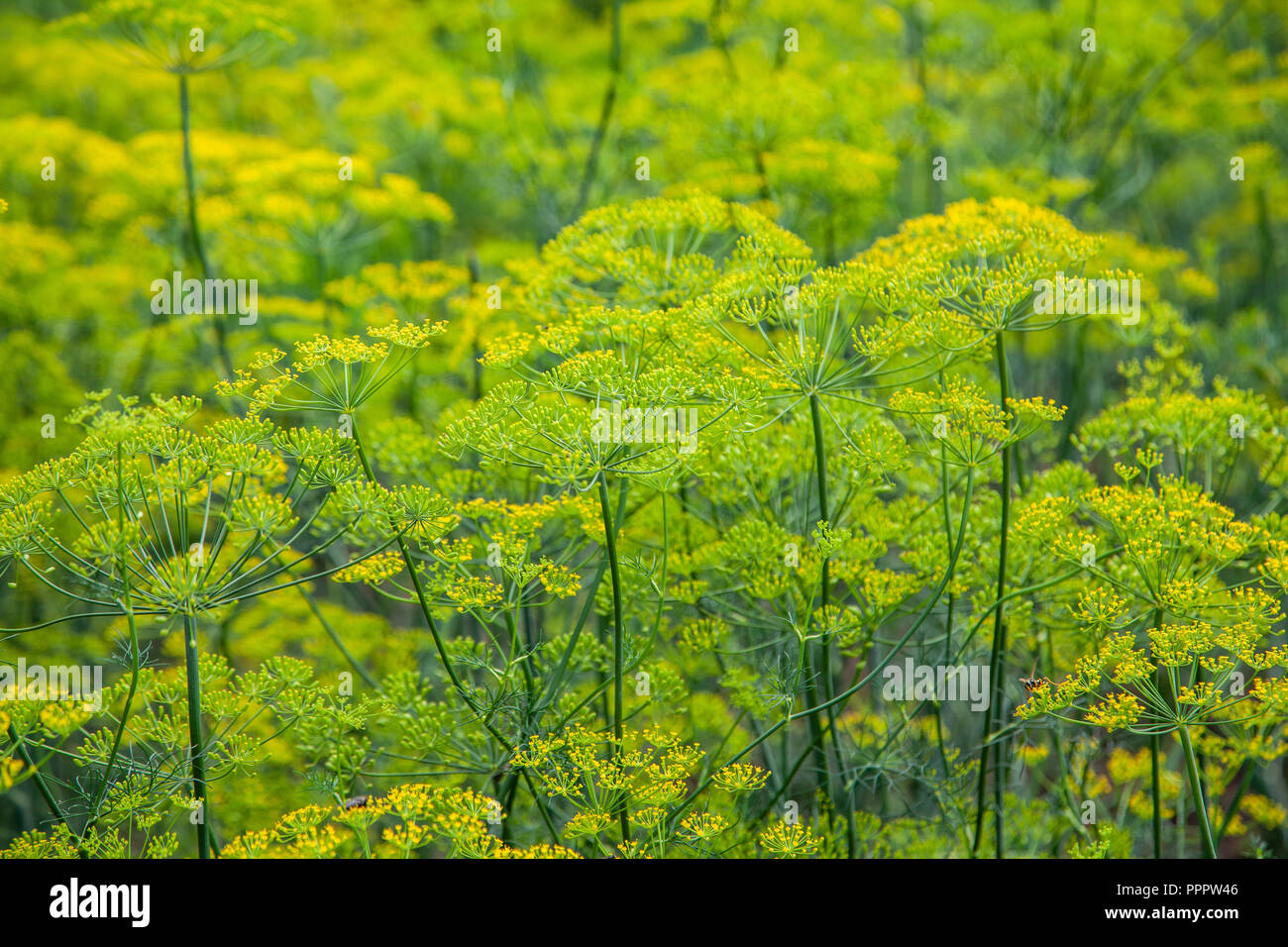 Aneto culinario in crescita nel giardino di casa. Foto Stock