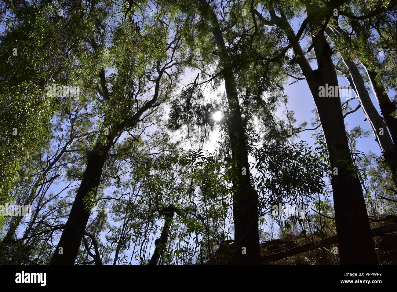 AUSTRALIAN fauna nativa Myrtaceae Foto Stock