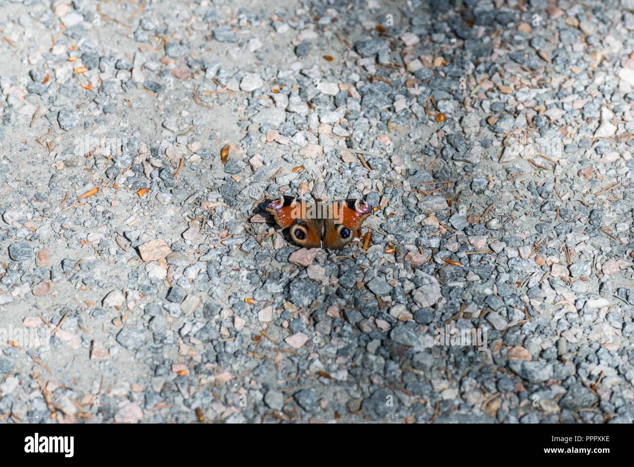Red admiral butterfly su un prato Foto Stock