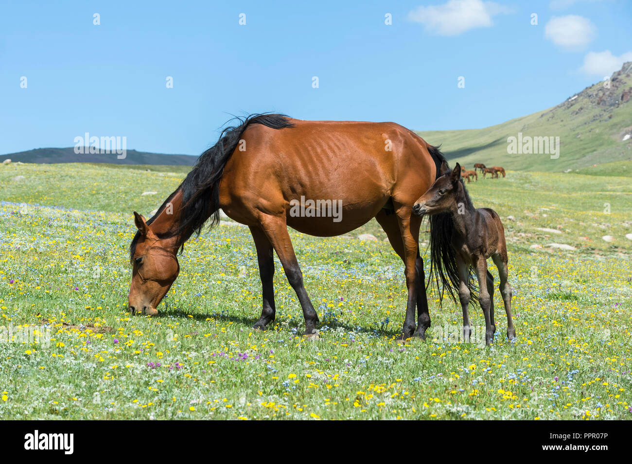 Cavalli nella steppa, Song Kol, provincia di Naryn, Kirghizistan, Asia centrale Foto Stock