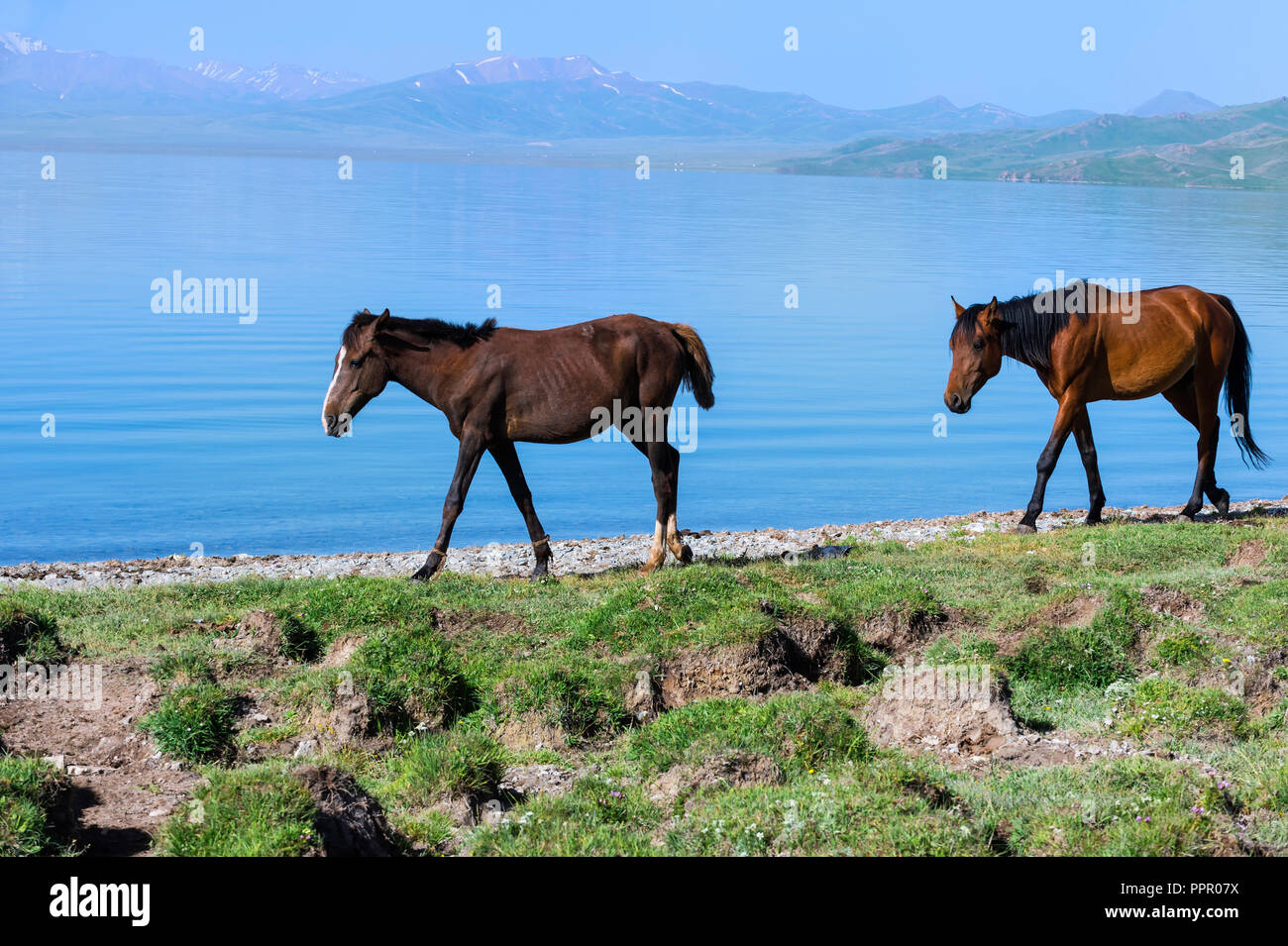 Cavalli camminando lungo la riva del lago, Song Kol, provincia di Naryn, Kirghizistan, Asia centrale Foto Stock