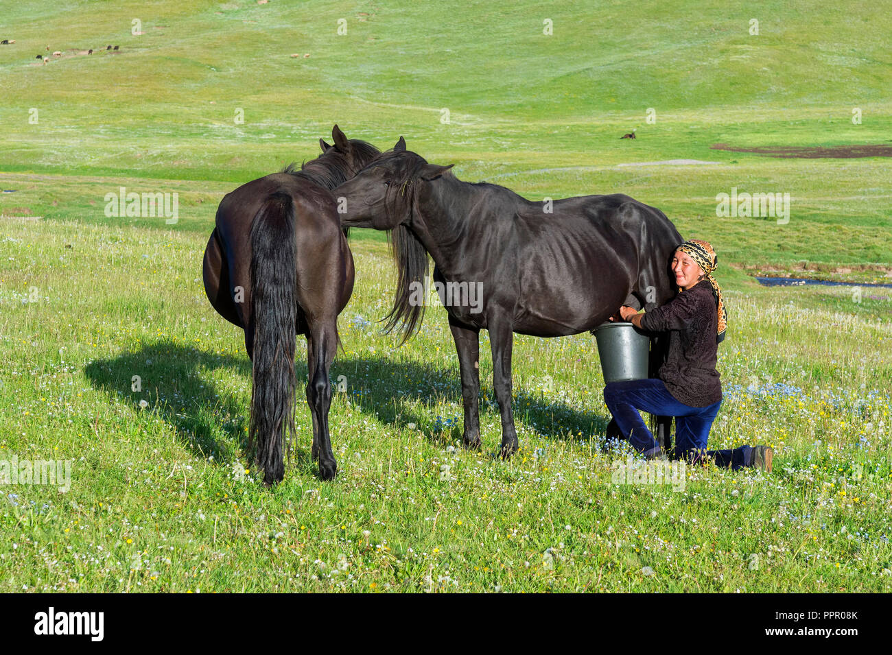 Donna del Kirghizistan mungitura un mare su pascoli di montagna, Song Kol, provincia di Naryn, Kirghizistan, Asia centrale Foto Stock