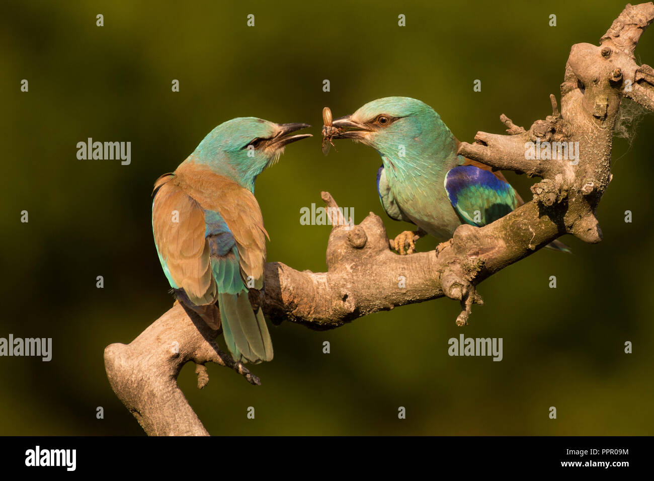 Blauracke (Coracias garrulus), Paar Beuteuebergabe, Hortobagy Natipnalpark, Ungarn Foto Stock