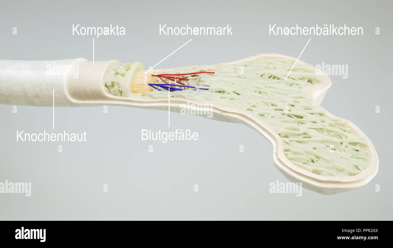 Anatomys di un osso -- 3D Rendering Foto Stock