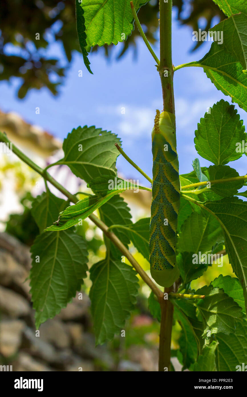 Acherontia atropos Caterpillar della falce della morte, larve Foto Stock