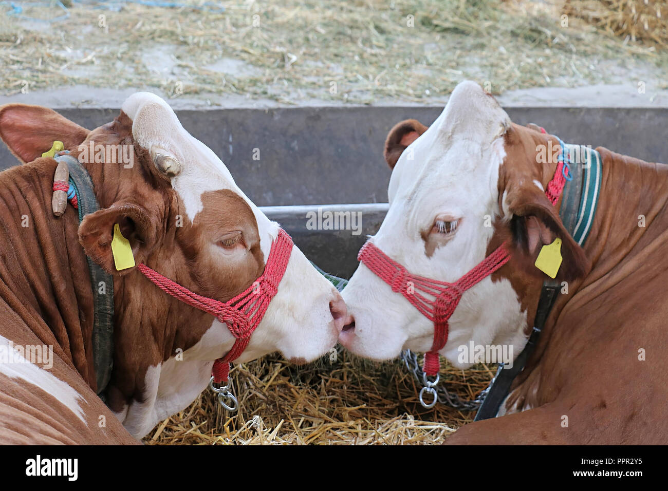 Due mucche con allegate le labbra in un granaio che assomiglia a baciare Foto Stock