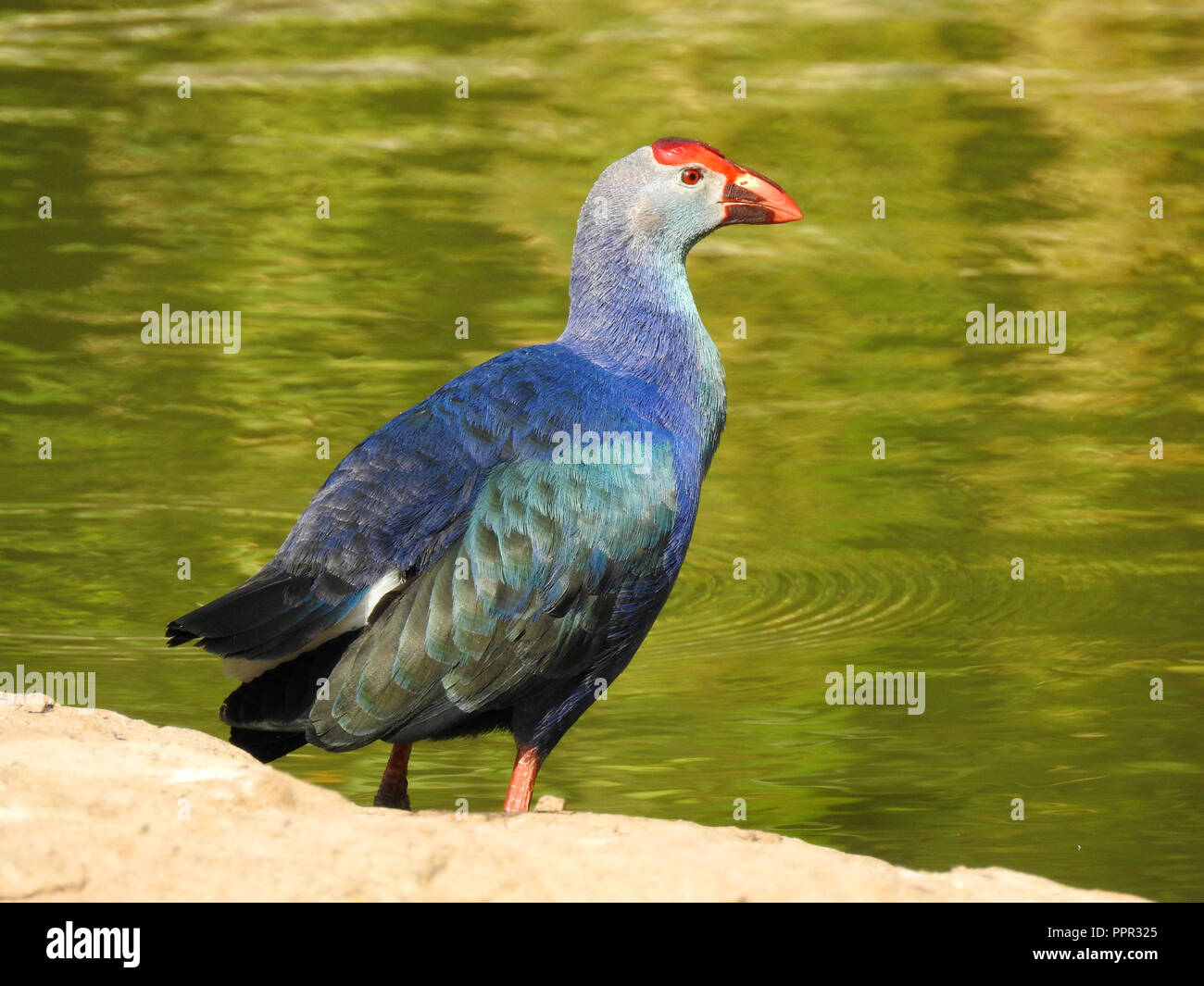 Purple Swamphen uccello o gallina porfiria di porfiria in piedi Foto Stock
