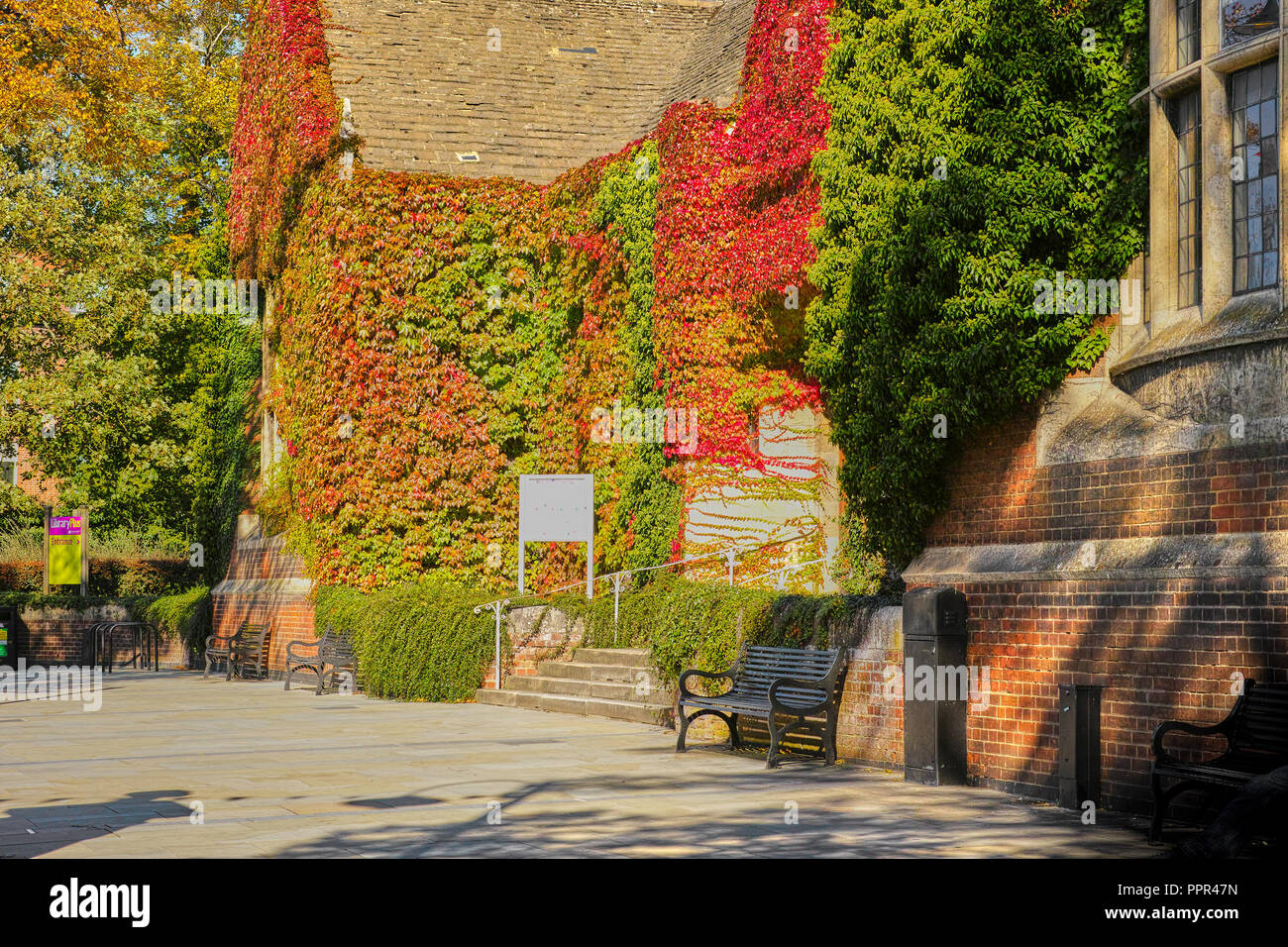 Edera colorati e piante rampicanti sulla parete della biblioteca pubblica a Kettering Town Center, Inghilterra, all'inizio dell'autunno. Foto Stock