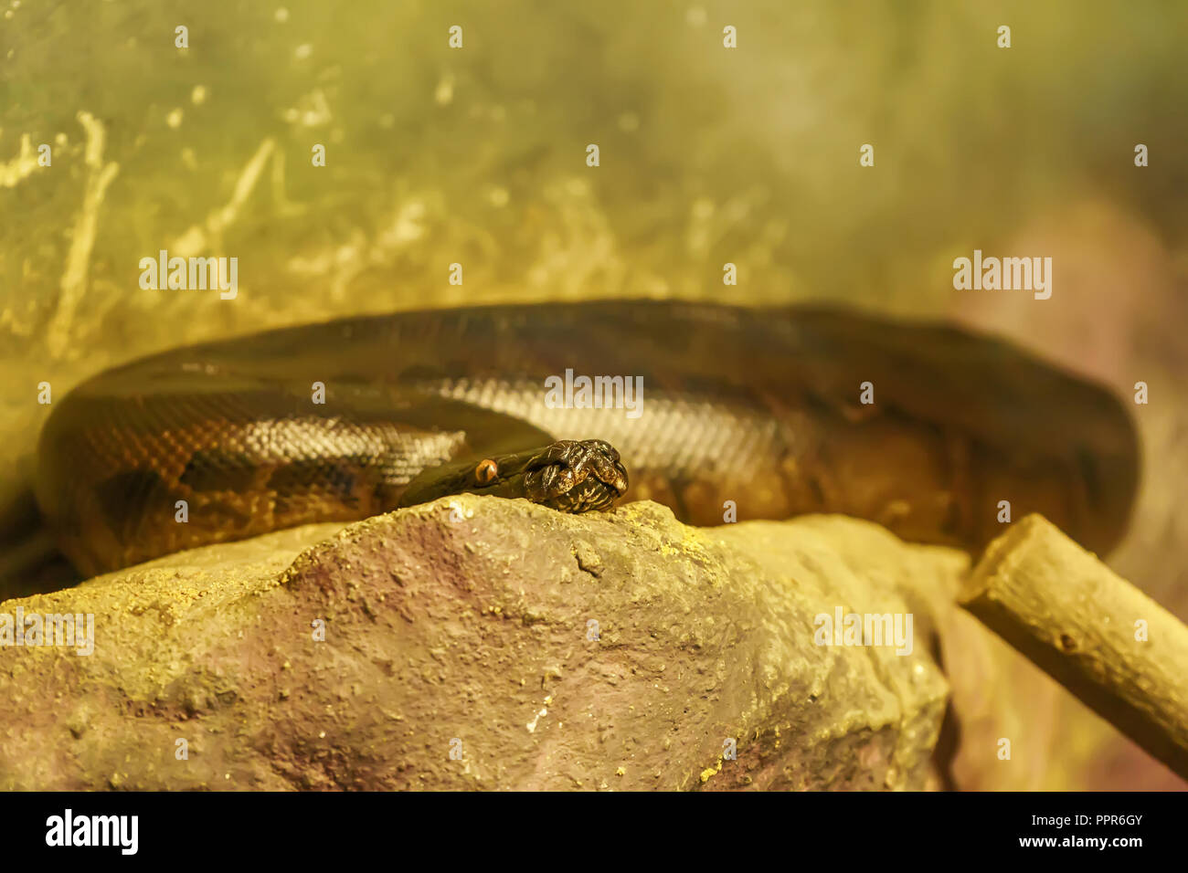 Sangue curva python sul big rock. Foto Stock