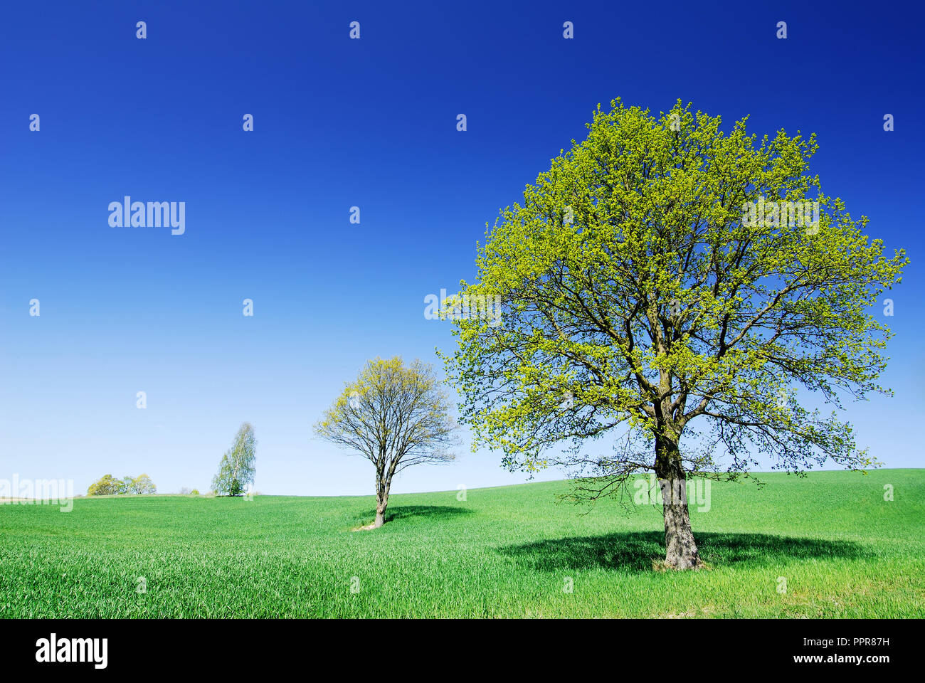 Paesaggio, lonely alberi tra campi verdi, cielo blu e nuvole bianche in background Foto Stock