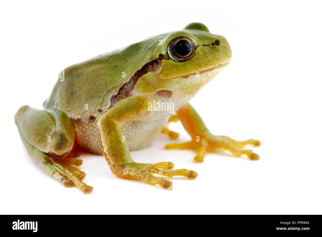 Piccolo VERDE RAGANELLA seduto su carta bianca. Sfondo isolato. Foto Stock