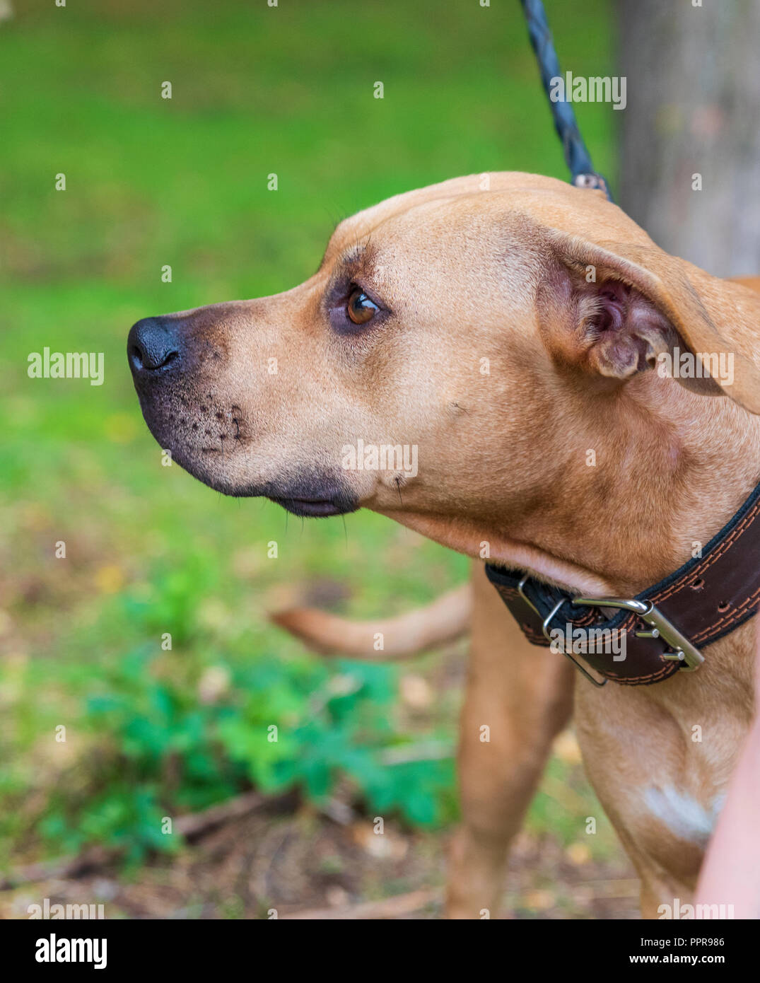Profilo brown American pit bull terrier, close up Foto Stock