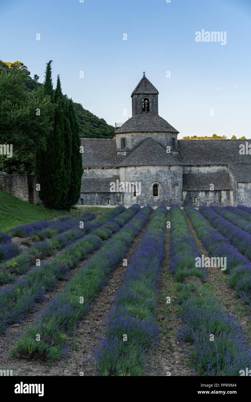 La famosa abbazia di Notre-dame de Sénanque con campo di lavanda in primo piano, Provenza, Francia Foto Stock