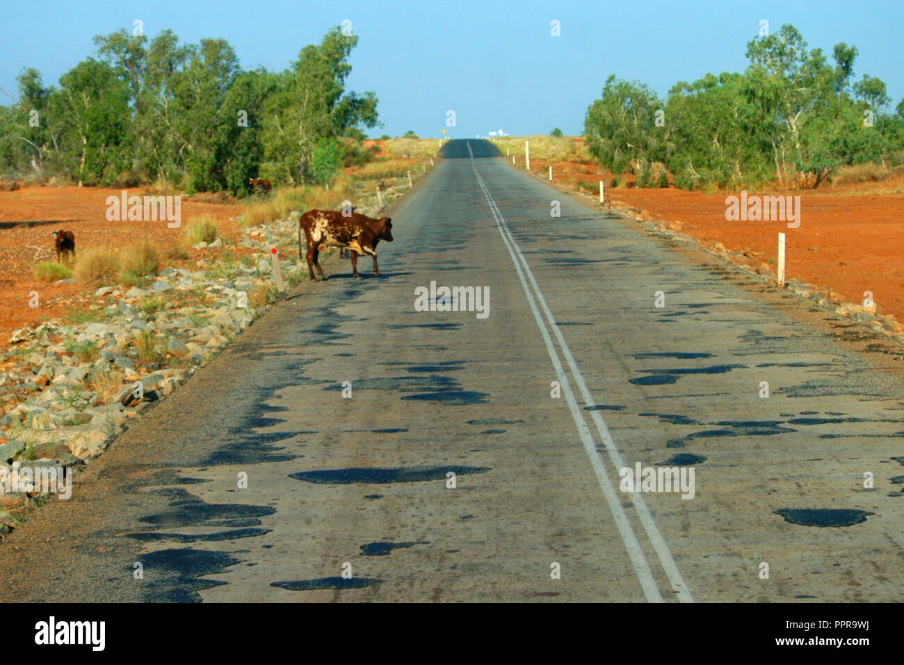 Una mucca LONE attraversa un Outback ROAD IN AUSTRALIA OCCIDENTALE Foto Stock