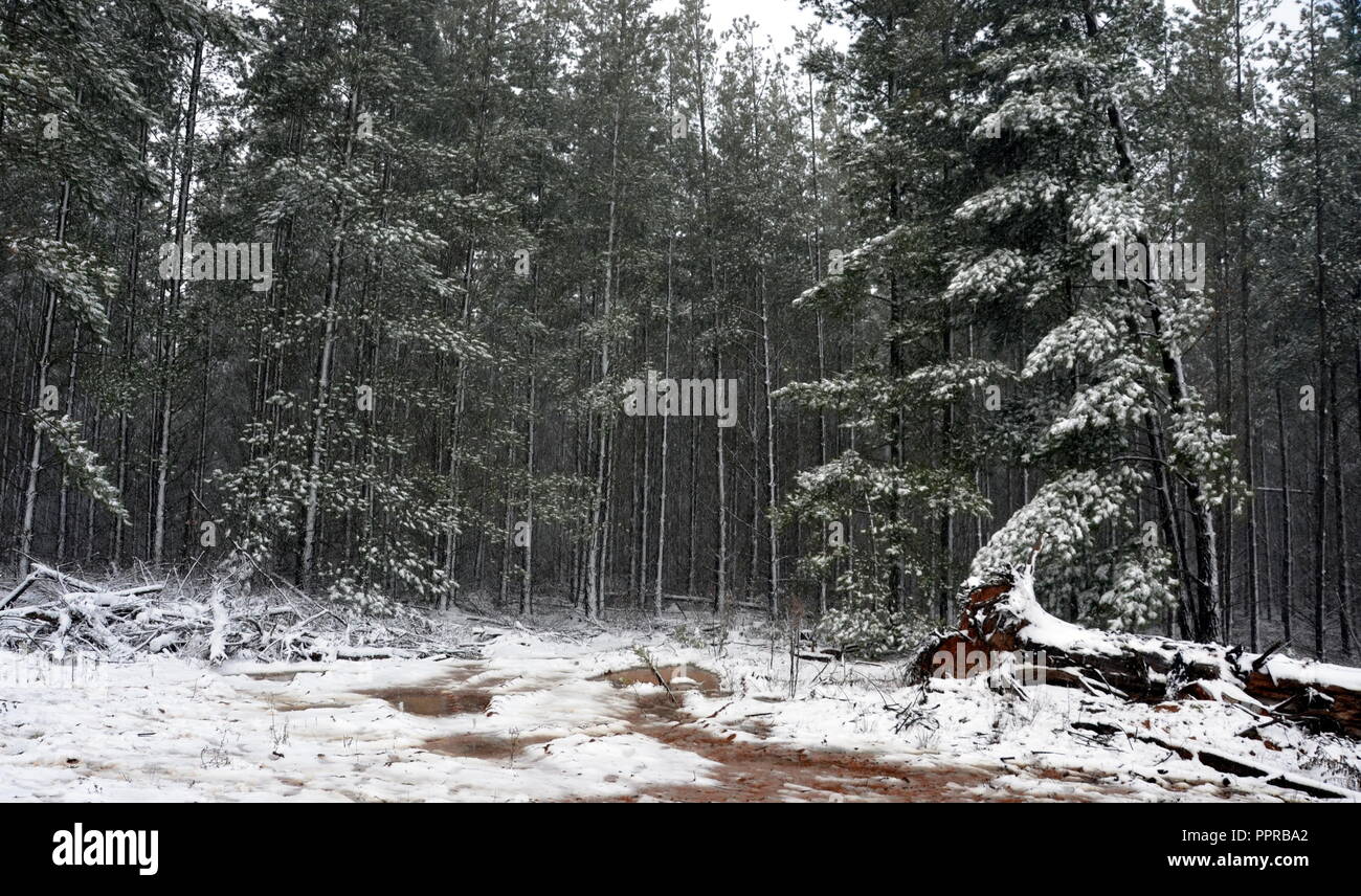 Foresta di inverno in Australia. Neve sugli alberi, sui rami e sulla strada. Foto Stock