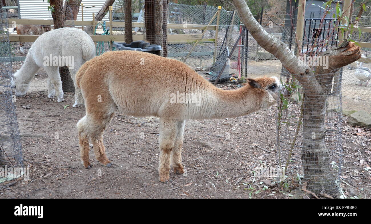 L'Alpaca (Vicugna pacos) è una specie di South American camelid, simile a, e spesso confuso con la lama. Foto Stock